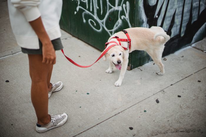 Dog using asynchronous communication