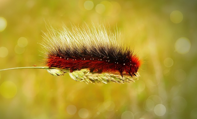 Aposematism example with a spiky red caterpillar